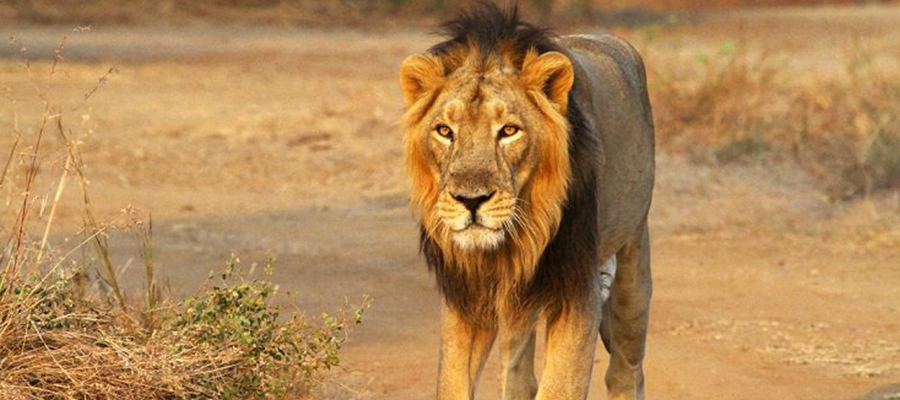 the word lion in hindi