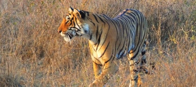 Mahadeshwara sanctuary in Karnataka to be a tiger reserve – Creatively ...